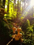 mushrooms in a forest, germany, bavaria