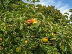 apples on tree branches