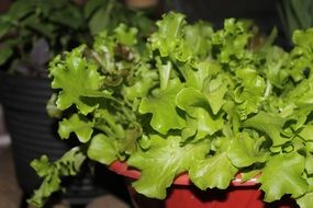 Closeup photo of the Domestic lettuce salad