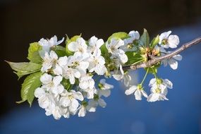 white cherry blossom branch