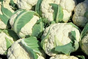 cauliflower heads with leaves