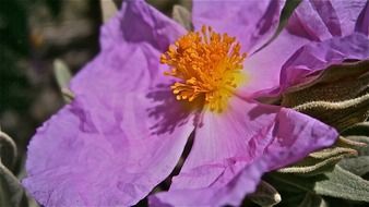 purple blossom in spring