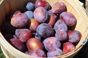 bucket with plums