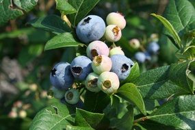 green blueberries on a bush