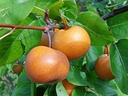 Asian pear with fruits