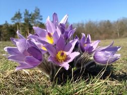 Beautiful purple flowers are growing up in brno