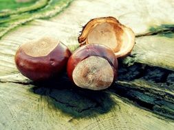 autumn chestnut shells