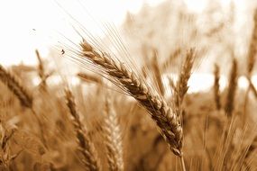 wheat field in summer time