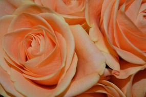 gentle pink roses bloom close-up