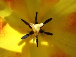 Inside of tulip flower