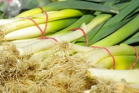 bunches of green onions from a vegetable garden