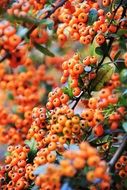 Closeup photo of berries on a tree