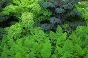 green and purple lettuce in the garden