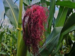 red flower on corn