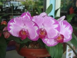 orchid floral
