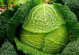 Raindrops on a green cabbage