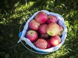 Colorful apples in the basket outdoor on the grass