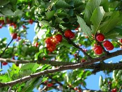 Red cherry tree and leaves in nature