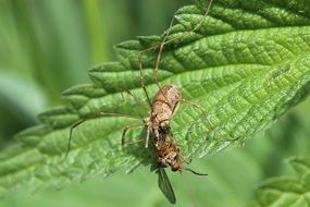 spider prey