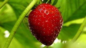 red strawberry on a bush with green leaves