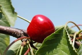 Red cherry fruit in a garden