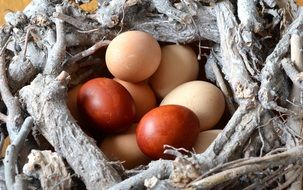 easter fresh eggs