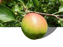 juicy and beautiful apple fruit