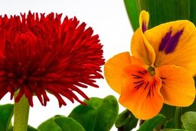 red and yellow blooms