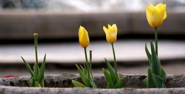 Yellow tulip floral plants