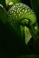 darlingtonia cobra