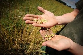 grain food organic farm farmer