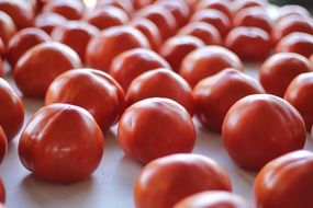 A lot of red tomatoes