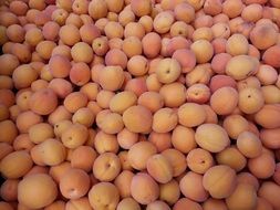 rich harvest of apricots