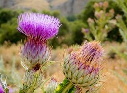 Thistle pink flowers grow in nature