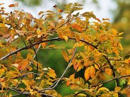 yellow leaves on tree branches