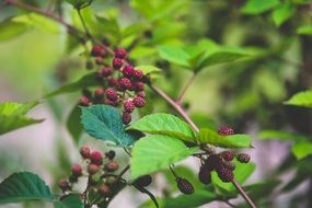 fresh blackberries