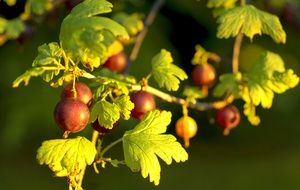 Dark red gooseberry on green branch