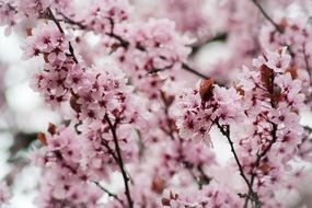 pink cherry blossom in spring