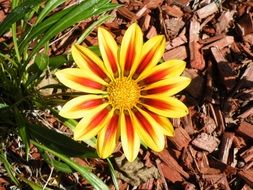 perfect yellow orange garden flower