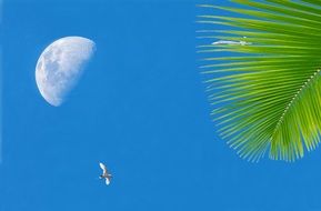 palm tree, moon and bird against the blue sky