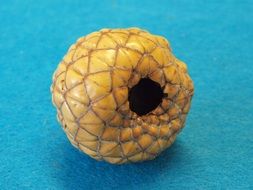 juicy and beautiful rumbia fruit