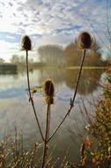 beautiful thistles by the lake close-up