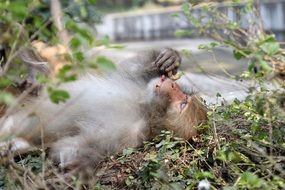 indian monkey lies on the ground