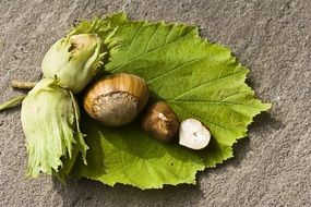 hazelnut on a leaf