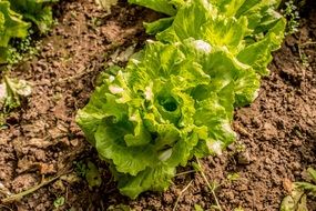 green leaf lettuce are on a farm