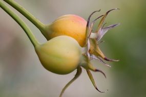 yellow-green hips on the bush