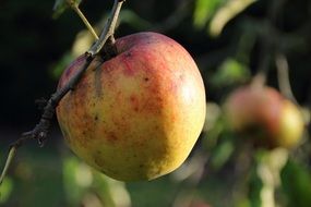 apple ,bio, harvest, mature ,summer,healthy,benefit