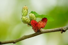 closeup picture of red and green mulberries on branch