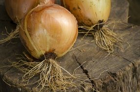 onions on stump