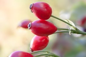 dog-rose fruit